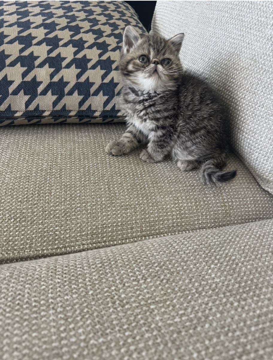 CFA exotic shorthair kittens