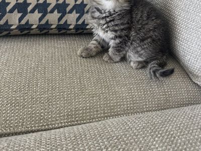 CFA exotic shorthair kittens