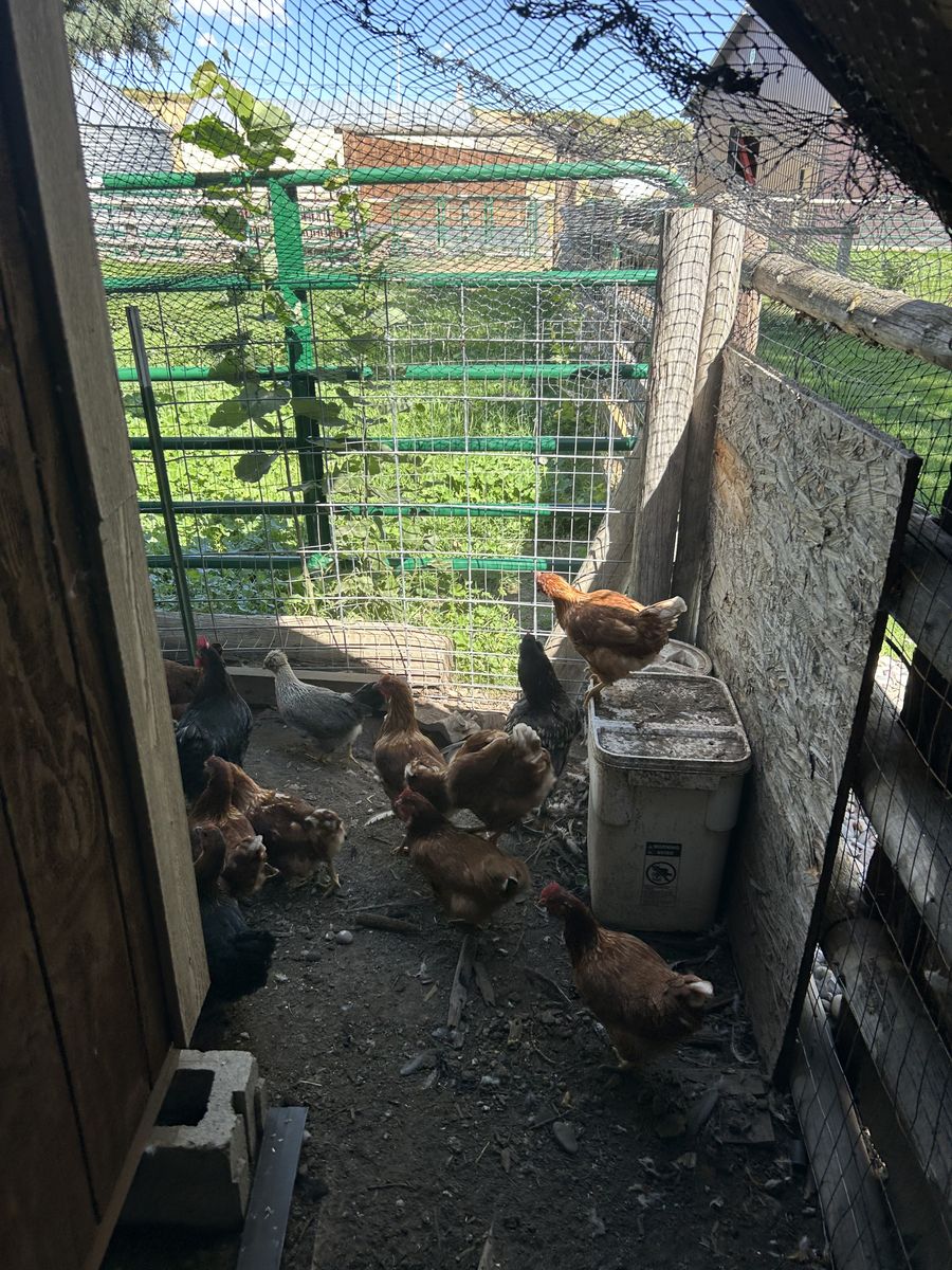 Flock of chickens 