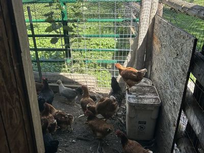 Flock of chickens