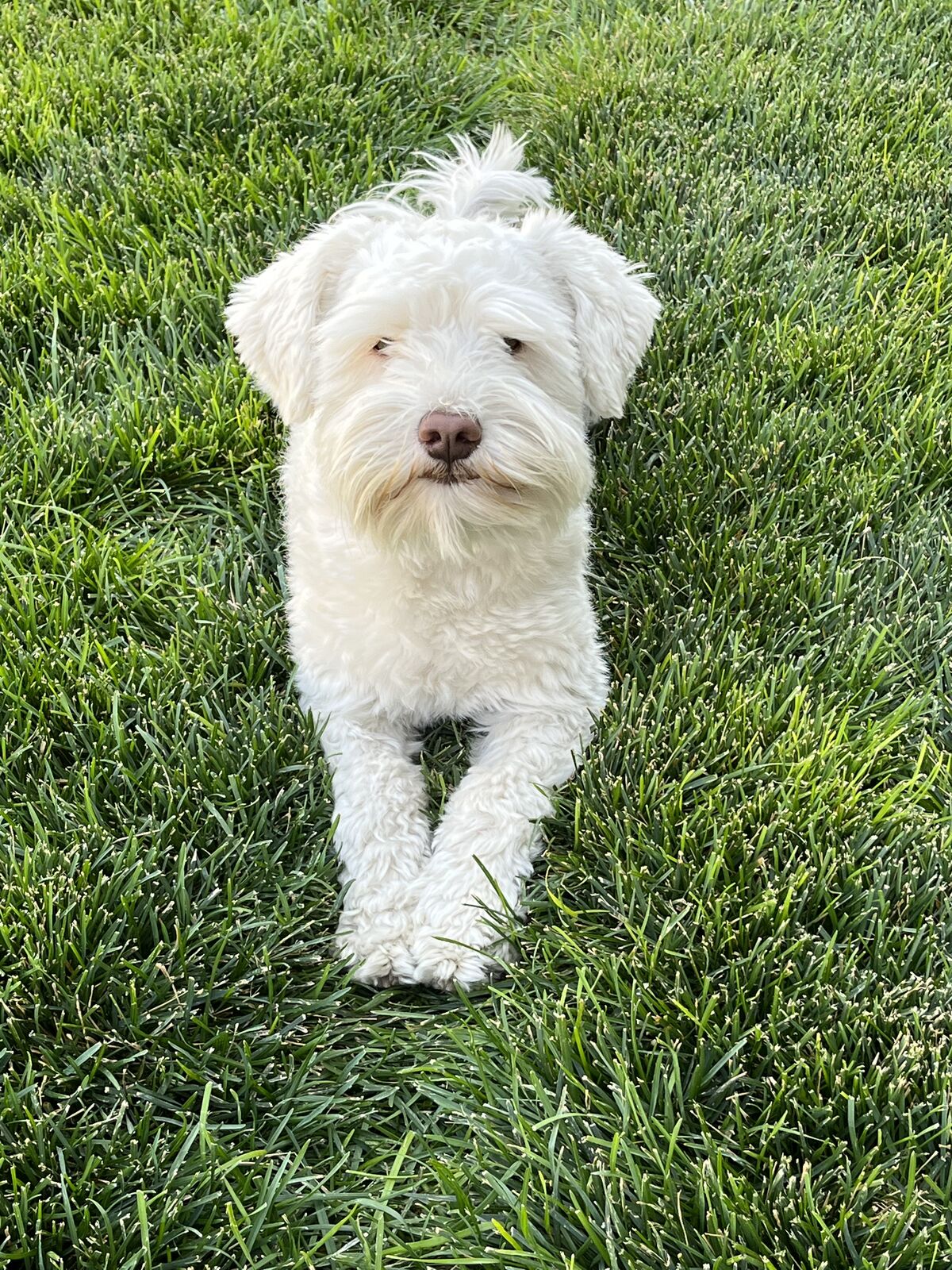 Mini Schnauzer stud AKC certified