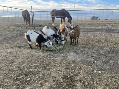 Goats