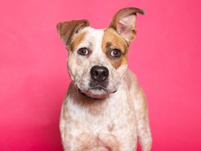 A160242 Kip is Available for Adoption!