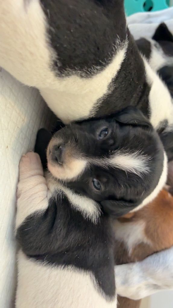 Ckc Registered Jack Russells