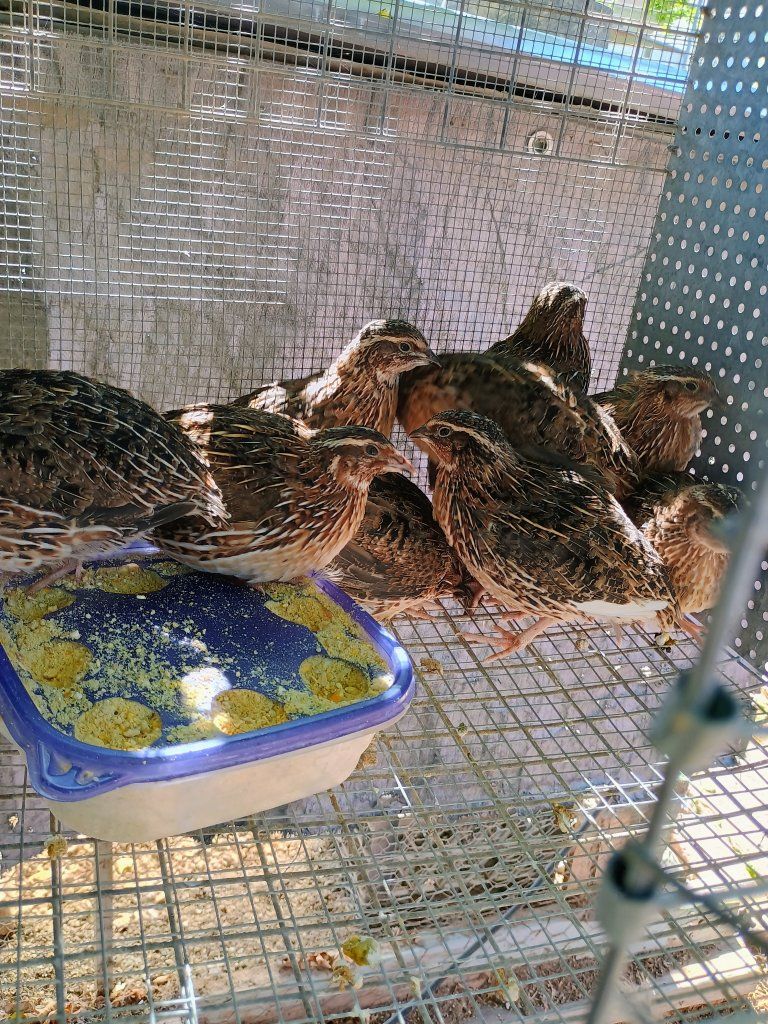 Male Corturnix quail.