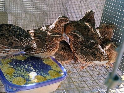 Male Corturnix quail.