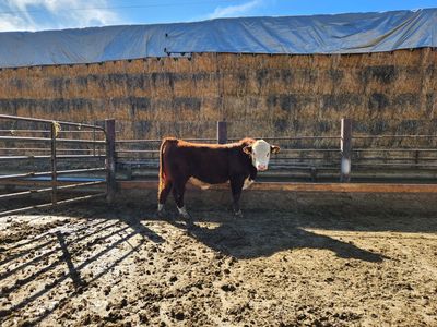 Hereford Bull For Sale