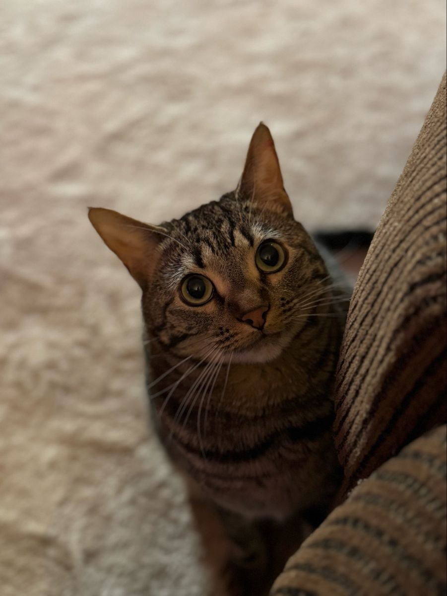 Free cat