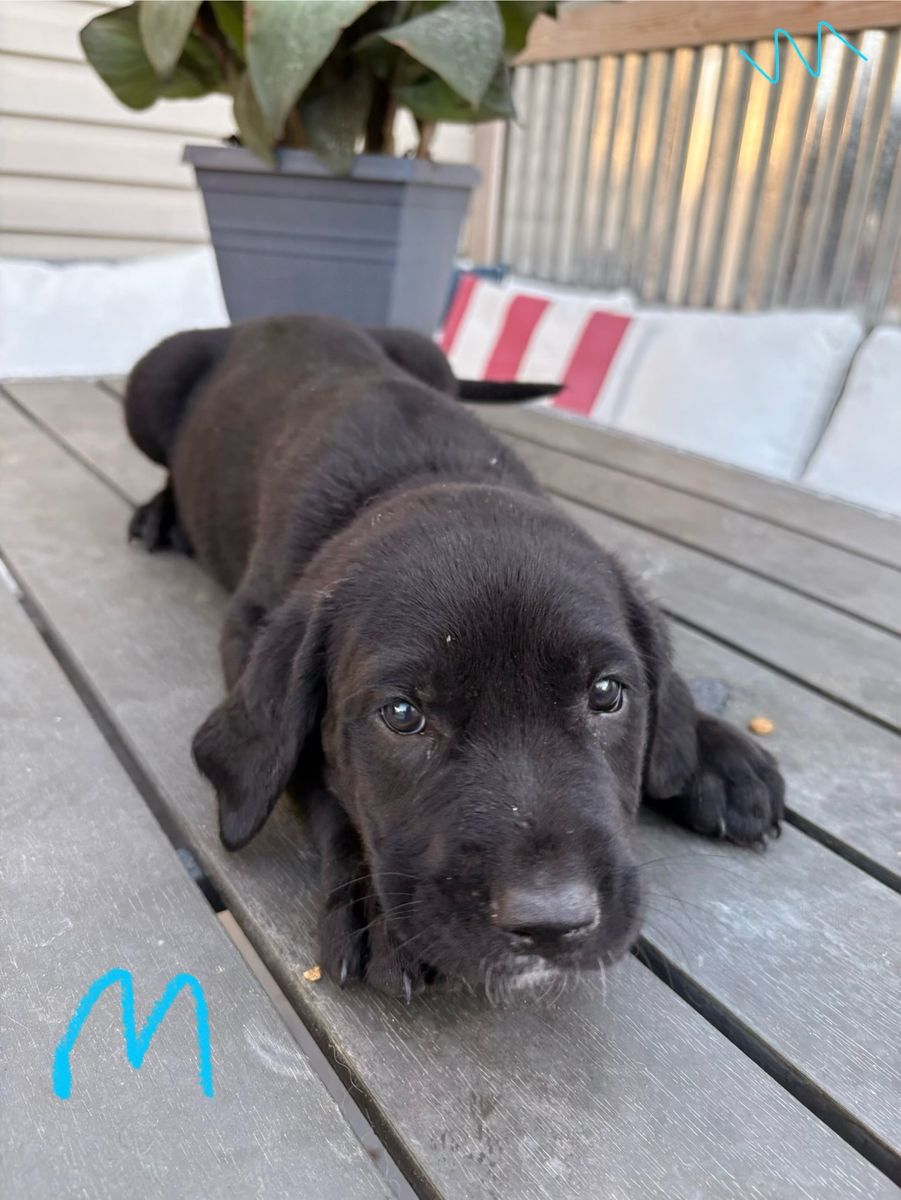 Gladiator Dane puppies ready NOW!  Must See. Must sell.