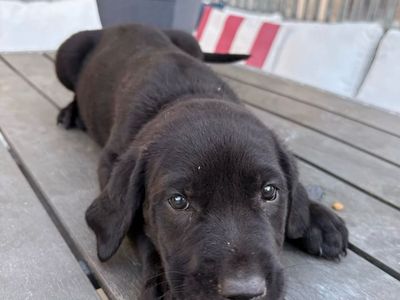 Gladiator Dane puppies ready NOW! Must See. Must sell.