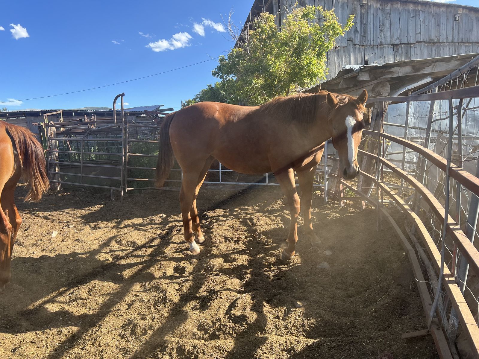 Super nice yearling filly by HOLDIN ONTO FAME