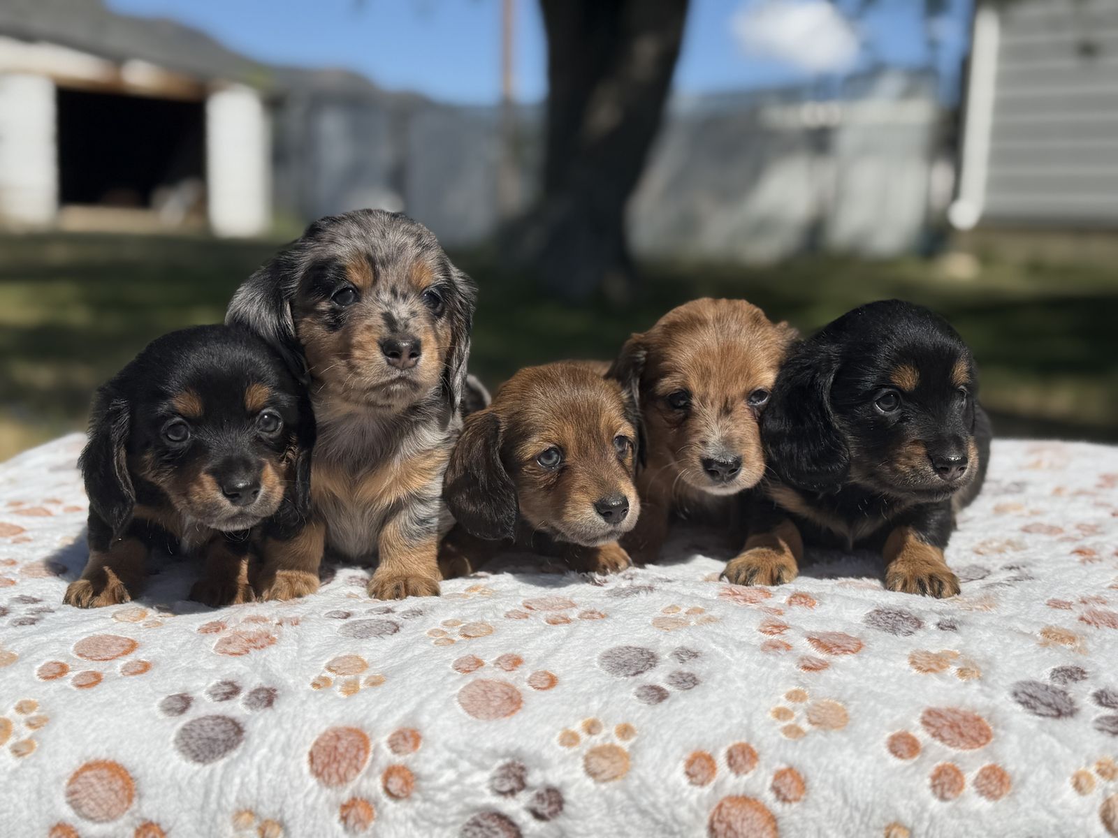 Miniature Dachshund Puppies