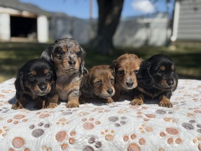 Miniature Dachshund Puppies