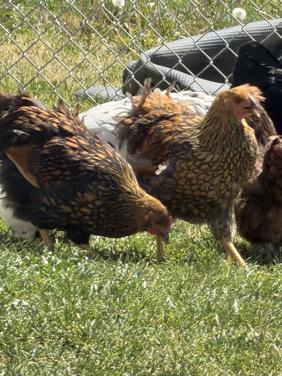 Red blue laced Wyandotte