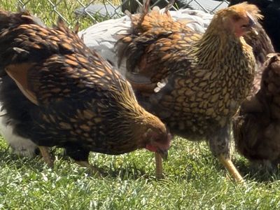 Red blue laced Wyandotte