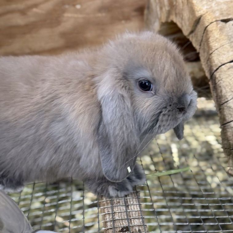 Holland Lop Doe *CAN MEET ON THE WAY TO SALT LAKE 7/17*