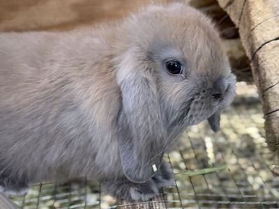 Holland Lop Doe *CAN MEET ON THE WAY TO SALT LAKE 7/17*