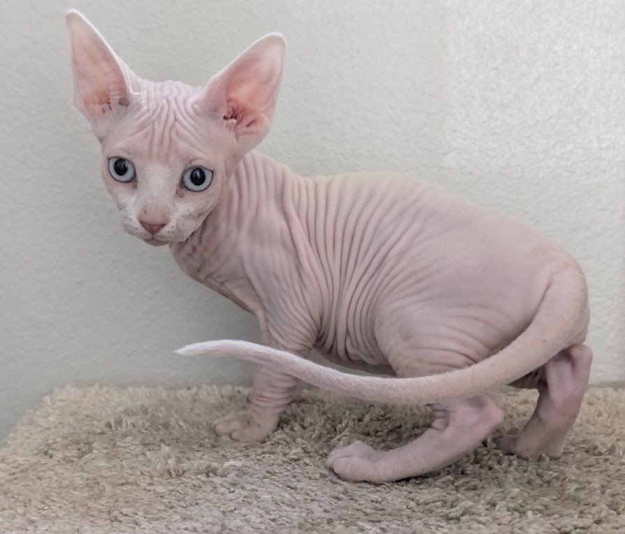 Pure Breed Female Sphynx Kittens 1 SOLD