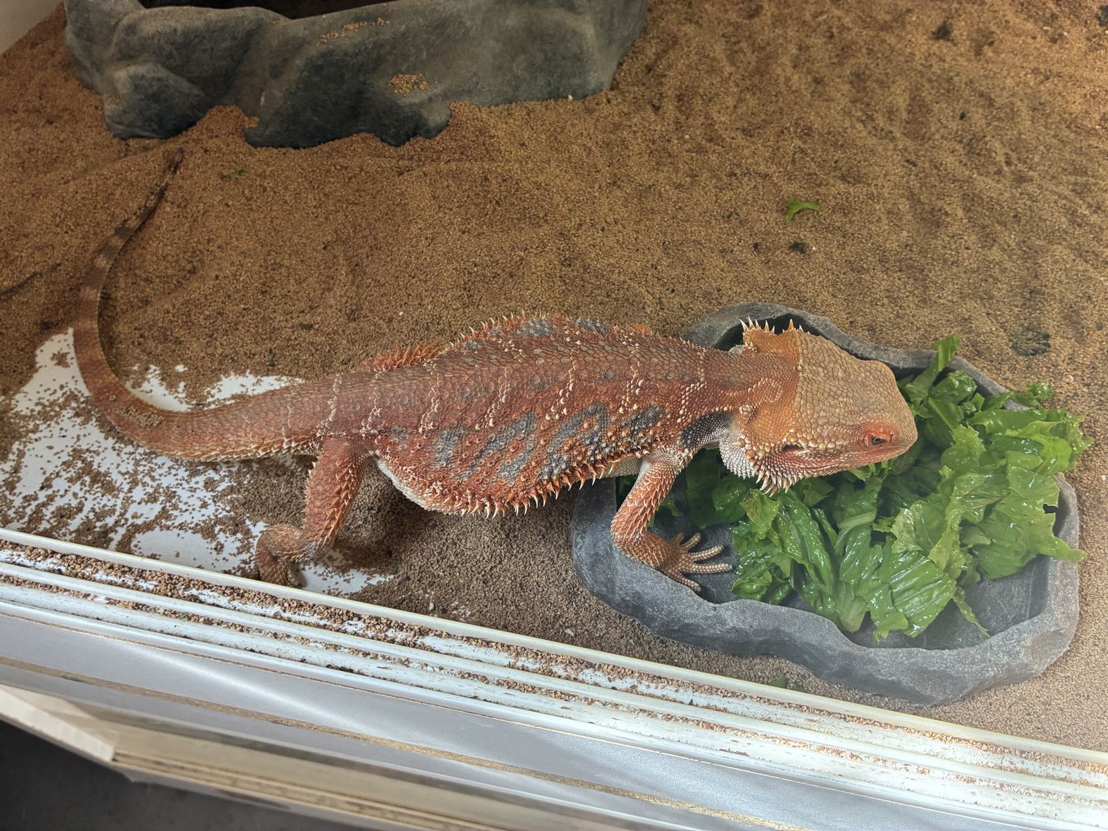 Make Bearded Dragon 50% red monster 50% high red