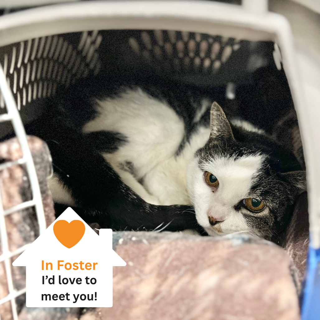 Hello my name is Wheat Thin