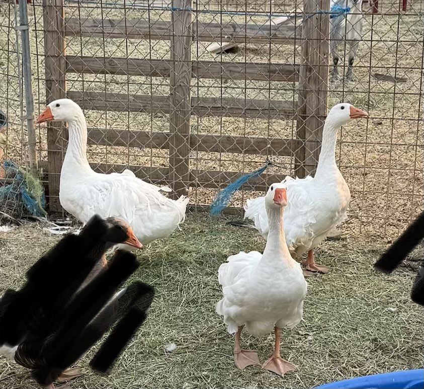 Sebastopol Goslings