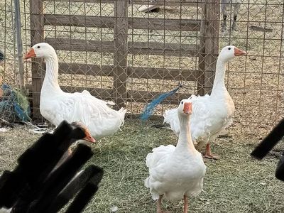 Sebastopol Goslings