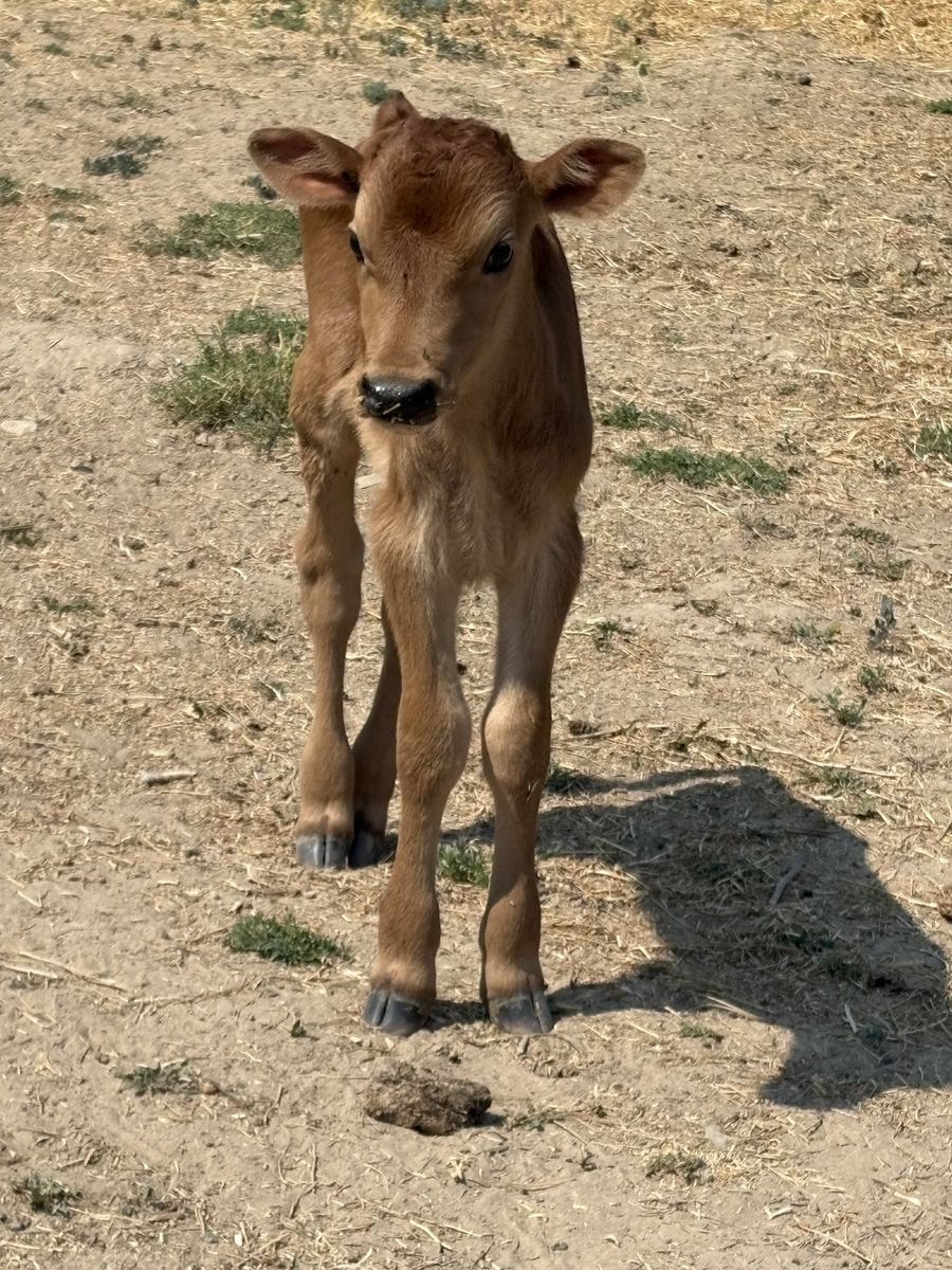 Bottle calves