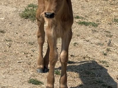 Bottle calves