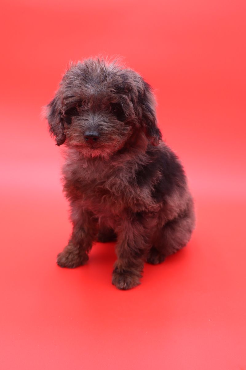 Aussiedoodle Puppies