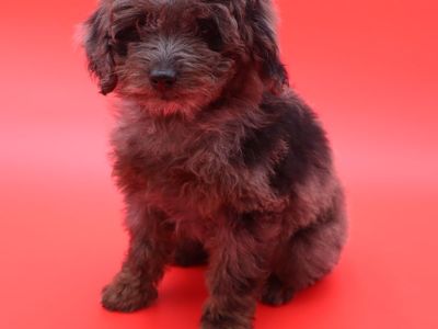 Aussiedoodle Puppies