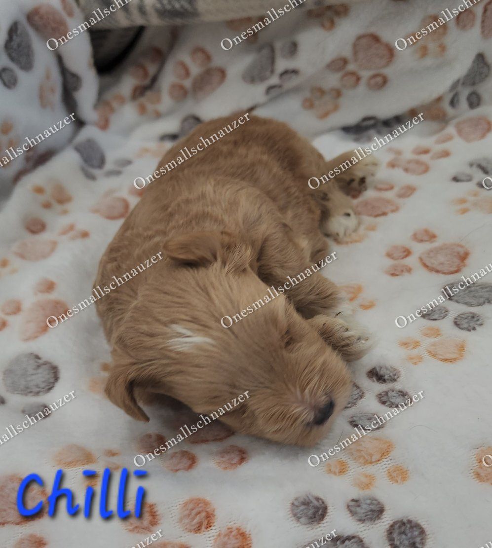 Adorable Mini Schnauzer Puppy - Chilli, Male Rare Red Wheaton