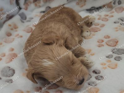 Adorable Mini Schnauzer Puppy - Chilli, Male Rare Red Wheaton