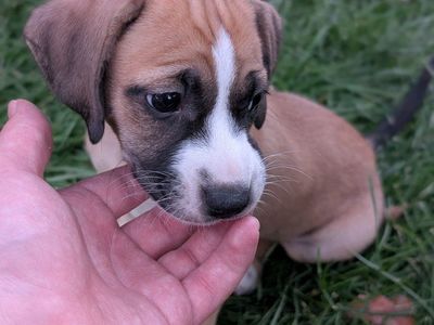 Black Mouth Cur/ Mini Aussie Mix