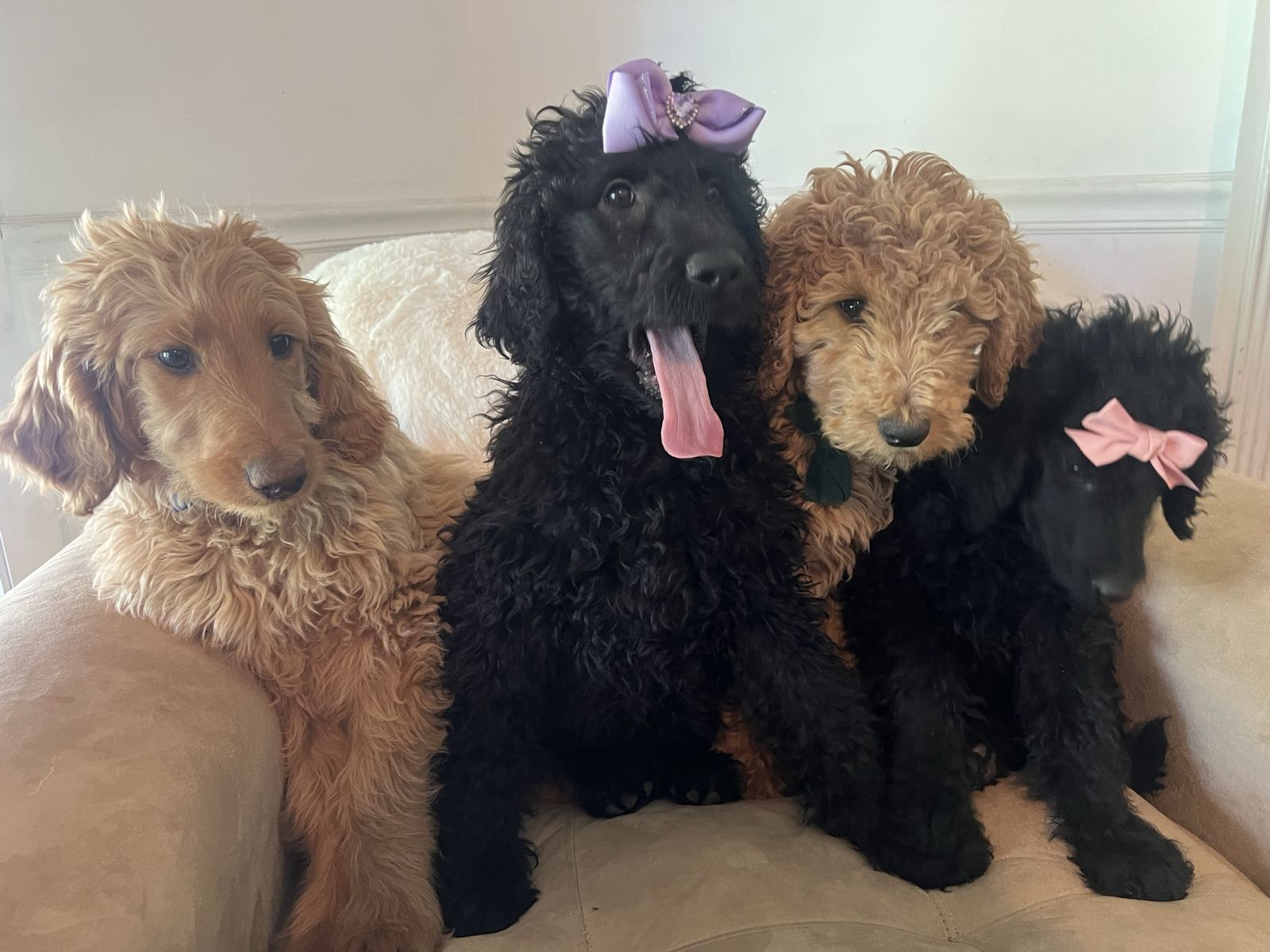 F1b Goldendoodle Golden Doodle Standard