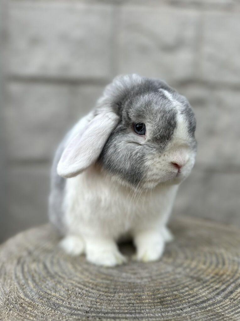 White-Eared VM Opal Holland Lop Buck