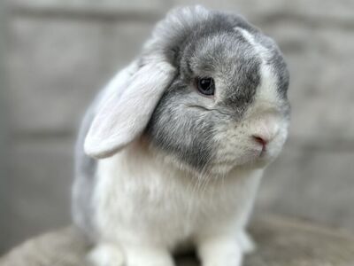 White-Eared VM Opal Holland Lop Buck