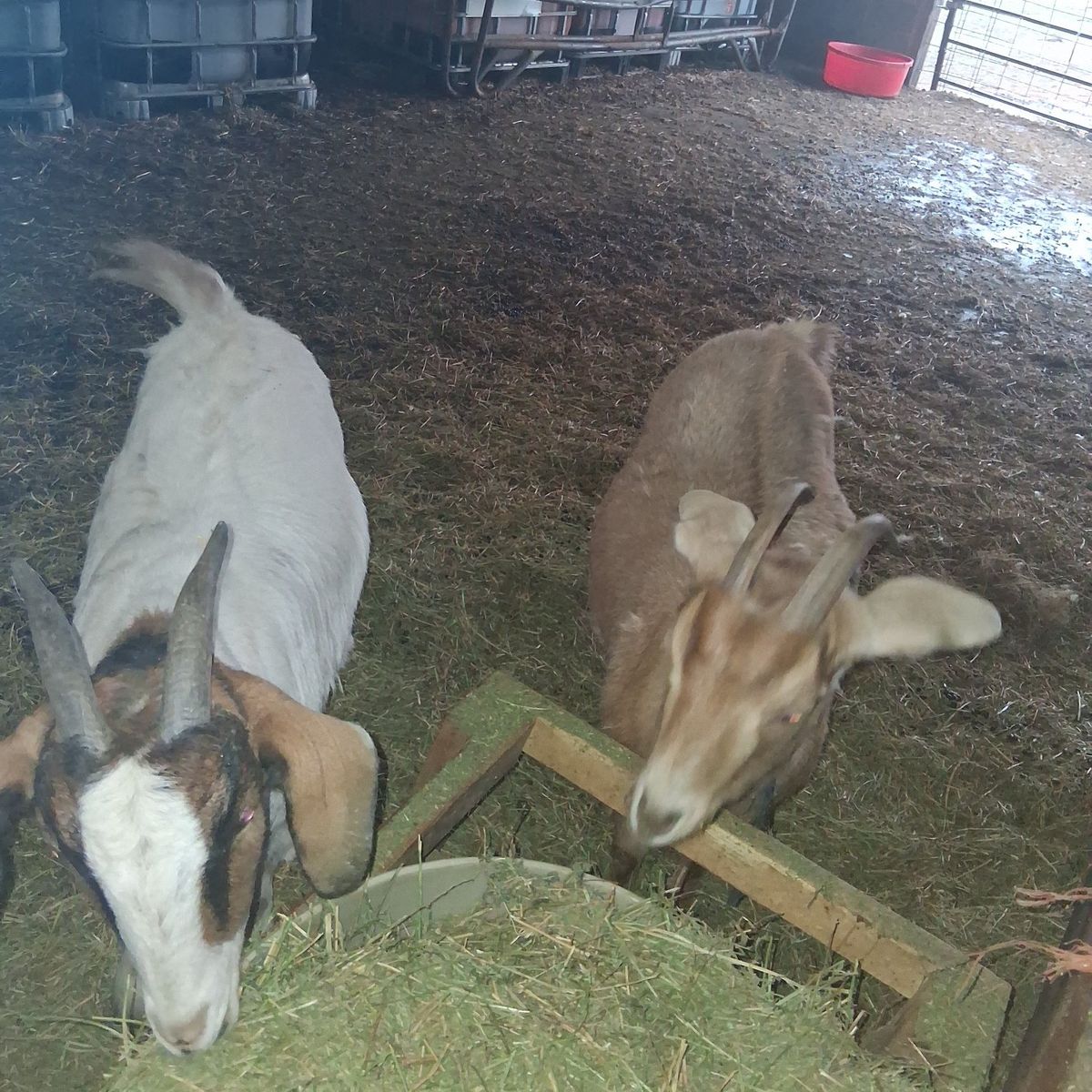 goats for sale