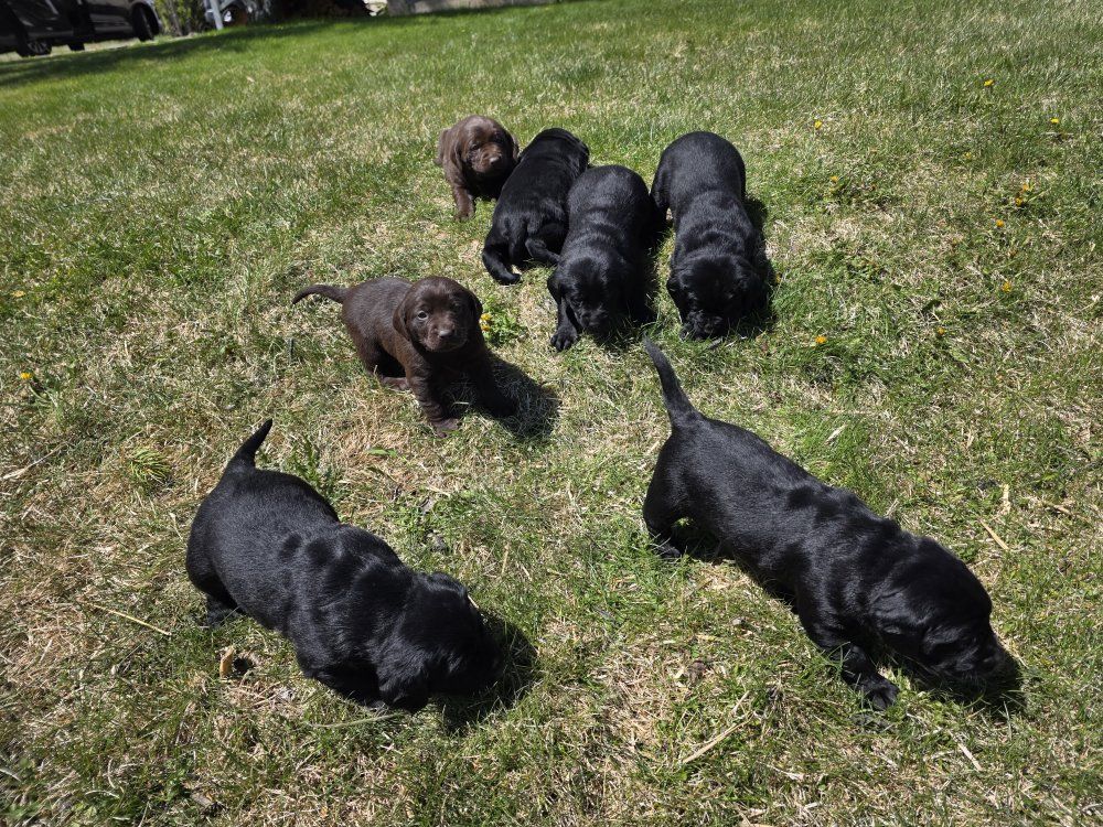 Purebred Labrador Puppies Not Papered