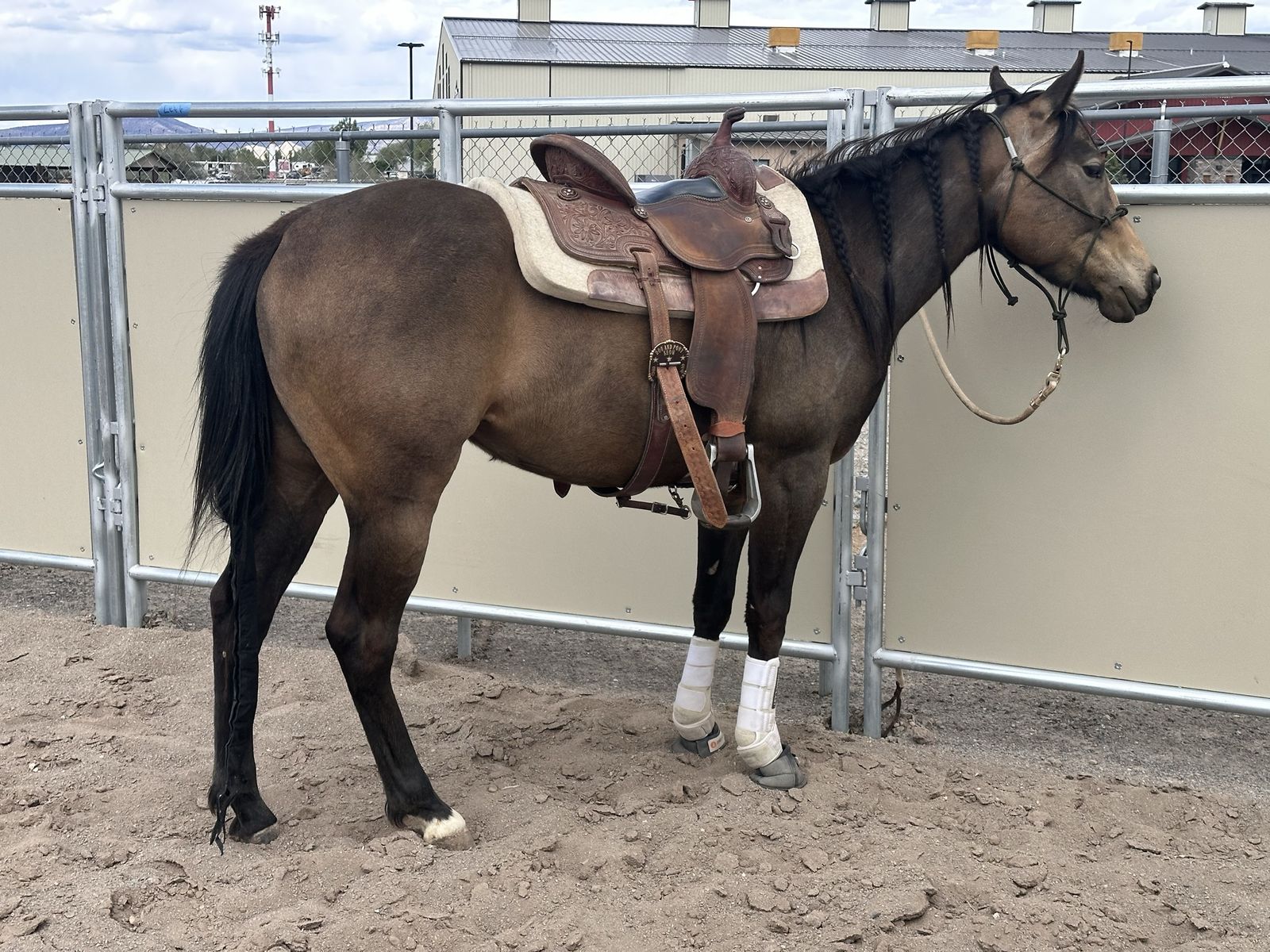 2023 Filly