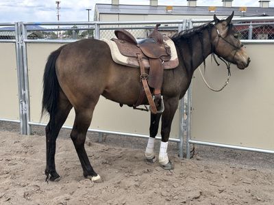 2023 Filly