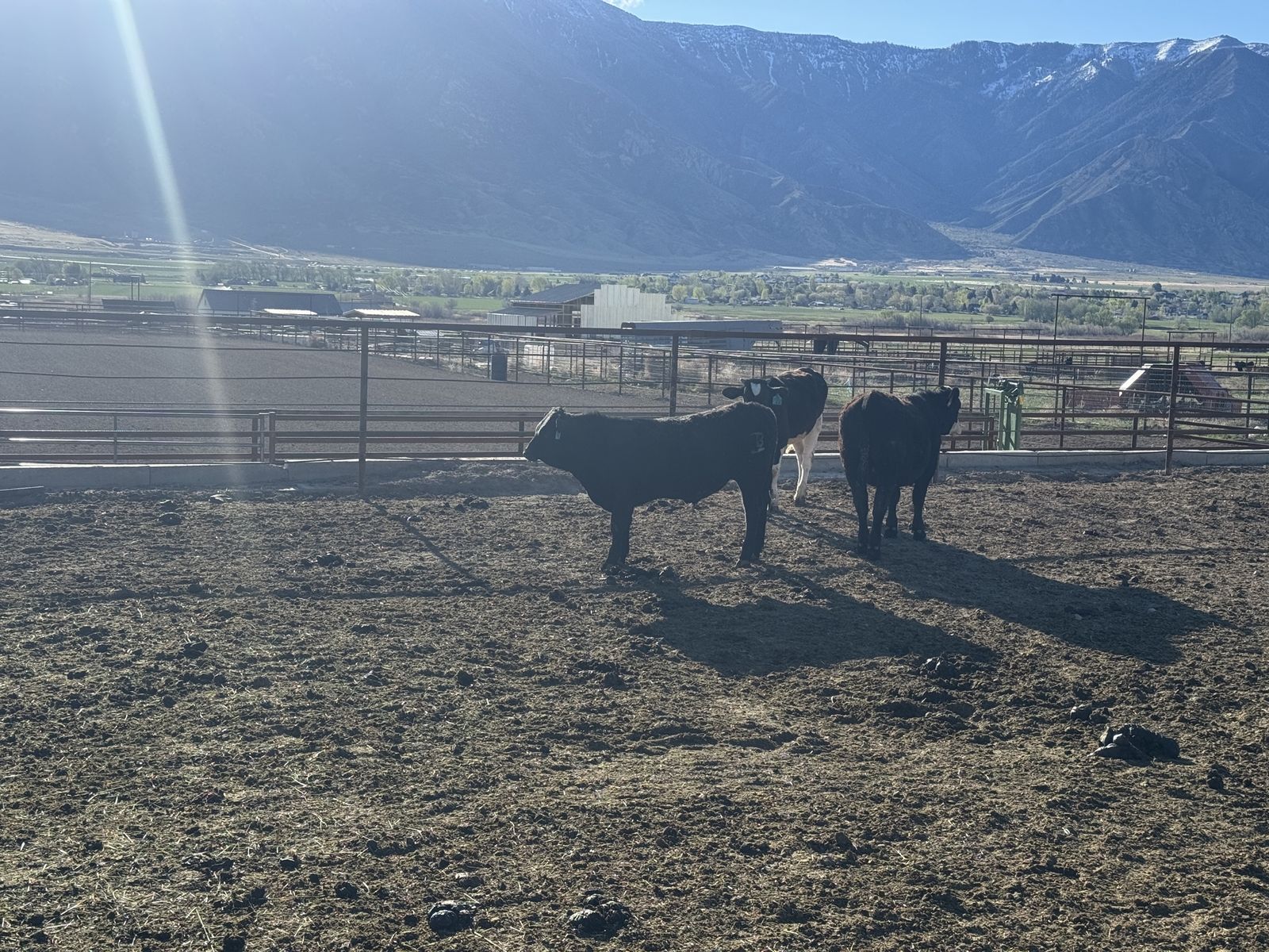 Angus Cross Bull Calf