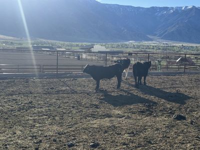 Angus Cross Bull Calf