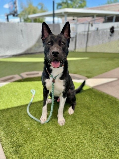 A162956 Sparta, Available for Adoption