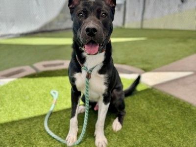 A162956 Sparta, Available for Adoption