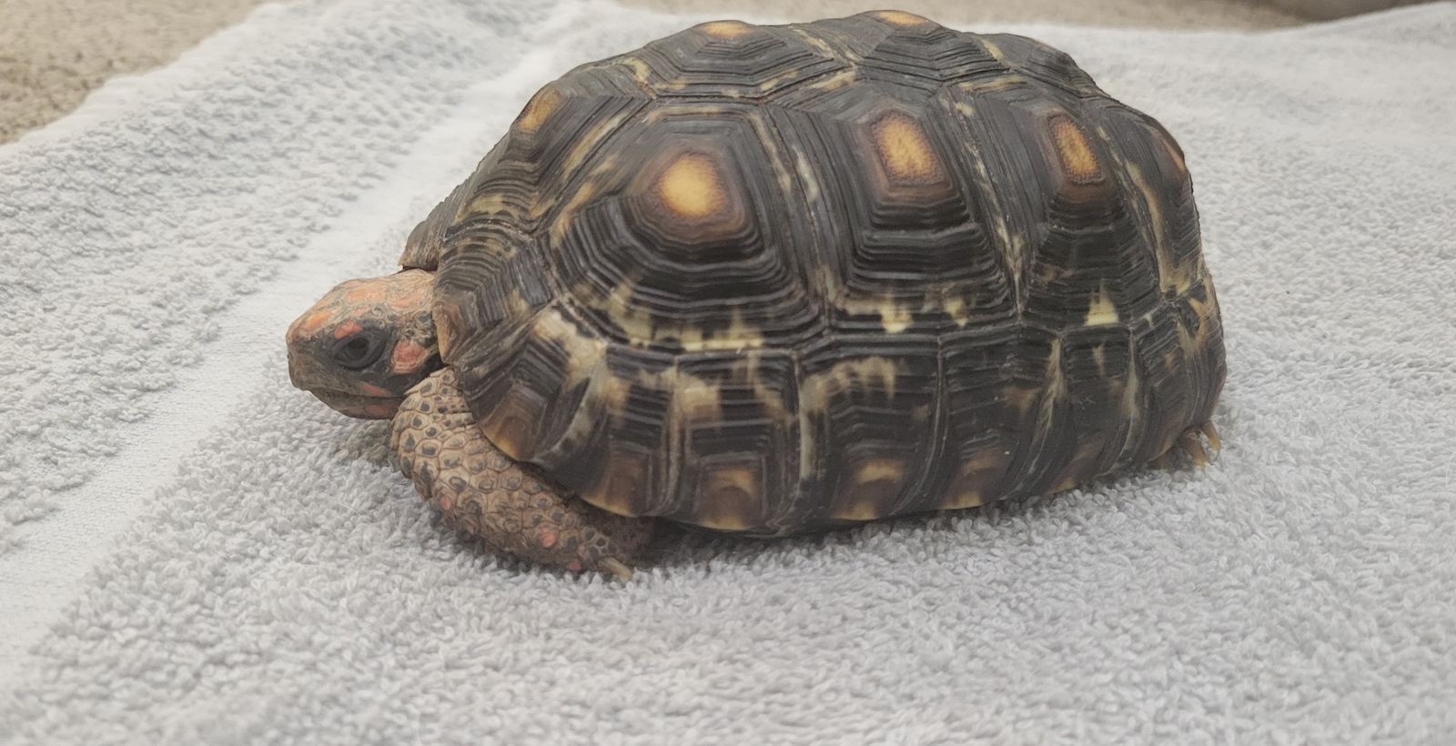 Pair of Red Footed Tortoises & Enclosure