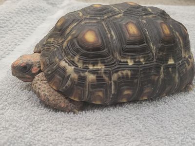 Pair of Red Footed Tortoises & Enclosure