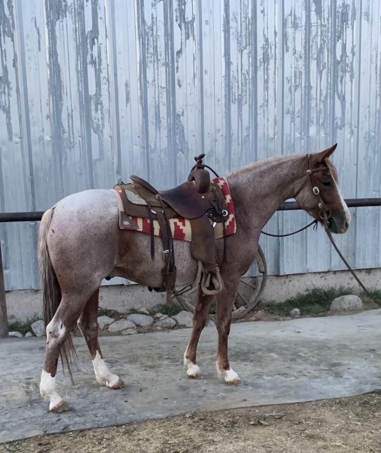 AQHA Red Roan Gelding