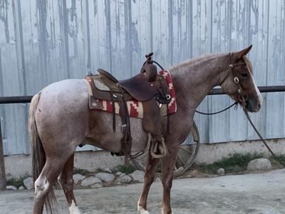 AQHA Red Roan Gelding