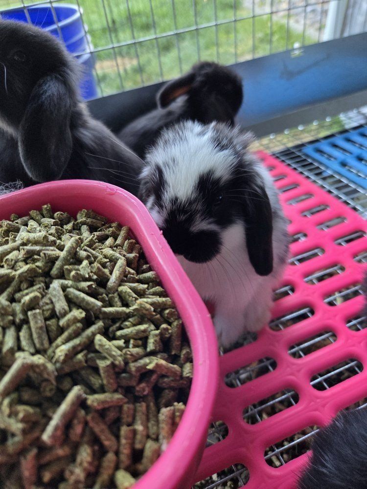 Baby Mini Lop Bunny Rabbits
