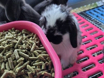 Baby Mini Lop Bunny Rabbits